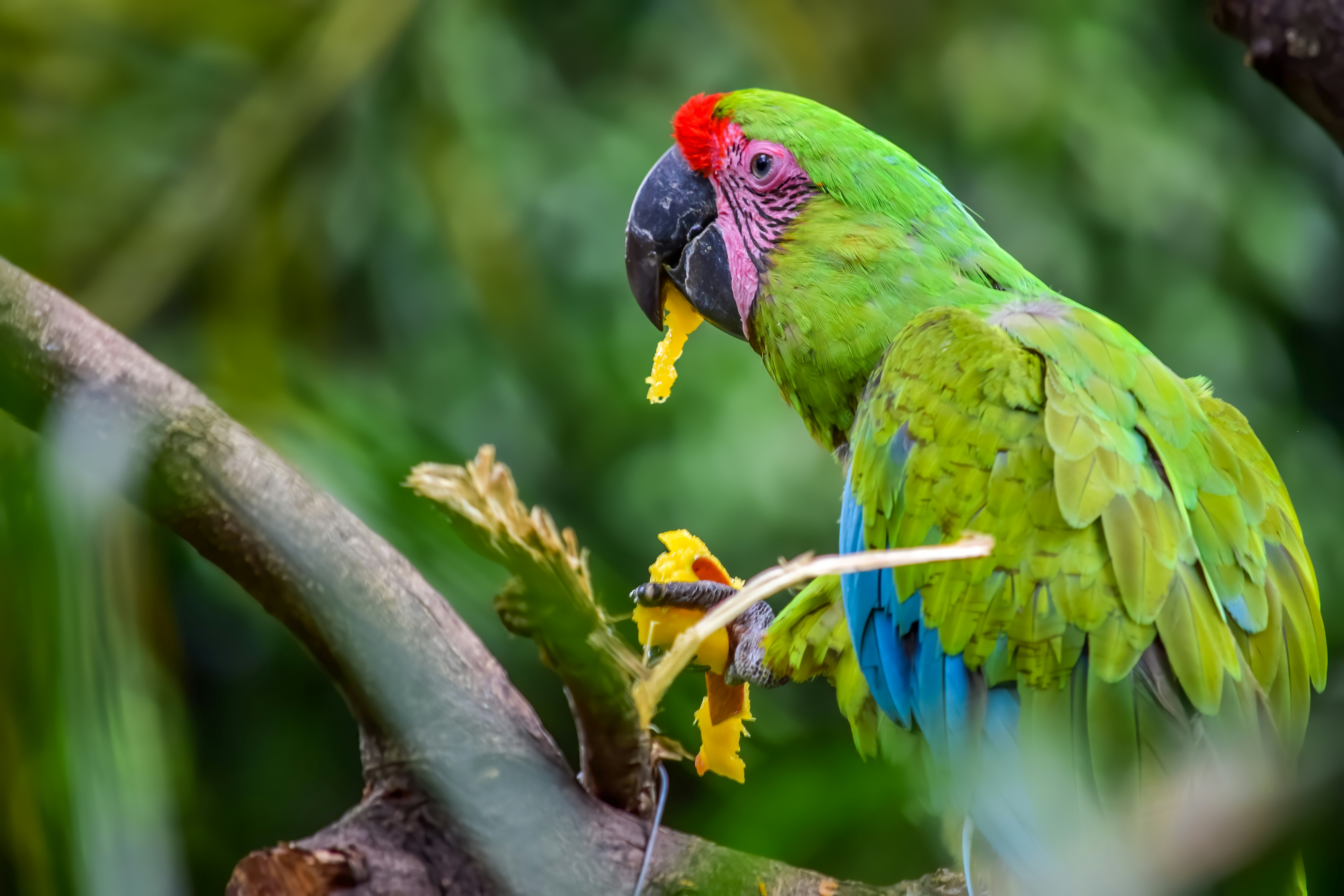 green blue and yellow parrot on brown tree branch